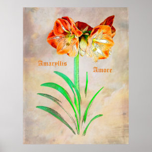 Poster Amaryllis