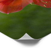 Poster Amaryllis (Coin)