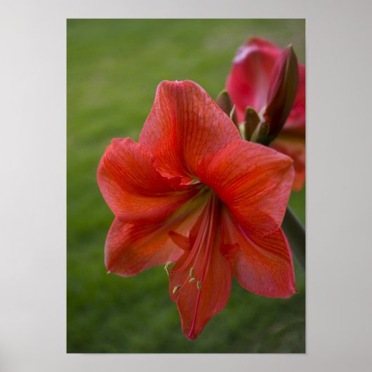 Poster Amaryllis (Devant)