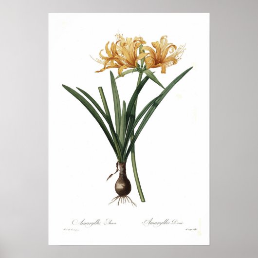 Poster Amaryllis aurea (Devant)