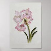 Poster Amaryllis belladonna (Devant)
