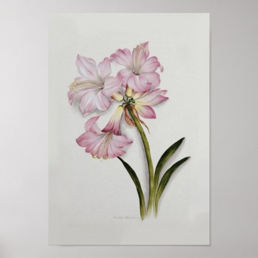 Poster Amaryllis belladonna (Devant)