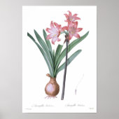Poster Amaryllis belladonna (Devant)