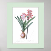 Poster Amaryllis belladonna,Custom border (Devant)