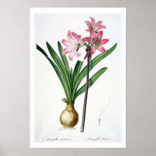 Poster Amaryllis Belladonna, de 'Les Liliacées', engrave