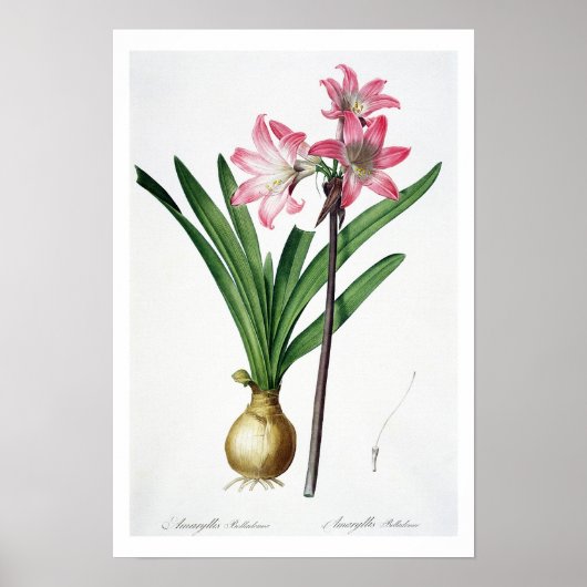 Poster Amaryllis Belladonna, de 'Les Liliacées', engrave (Devant)