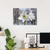 Poster Amaryllis blanc et neige I (Bureau à domicile)