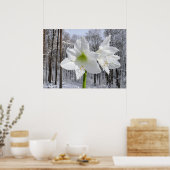 Poster Amaryllis blanc et neige I (Cuisine)