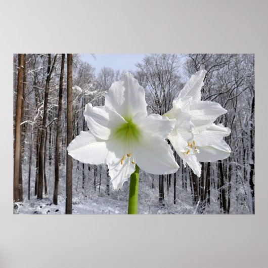 Poster Amaryllis blanc et neige I (Devant)