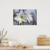 Poster Amaryllis blanc et neige II (Cuisine)