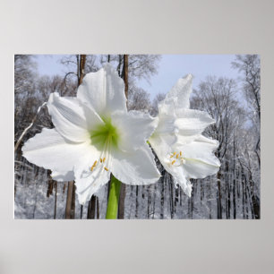 Poster Amaryllis blanc et neige II