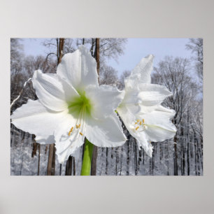 Poster Amaryllis blanc et neige II