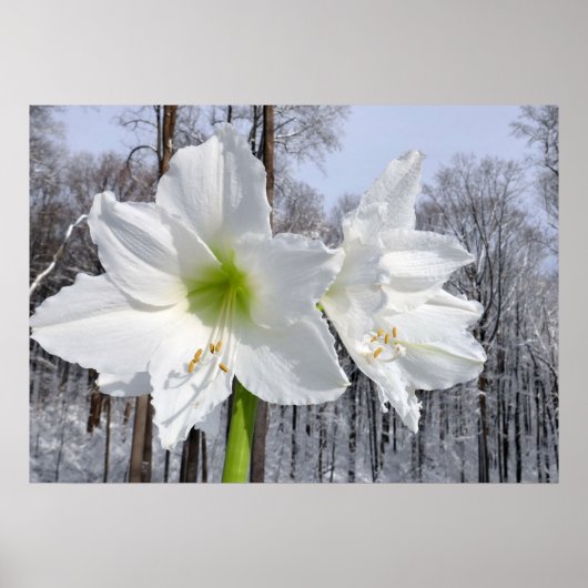 Poster Amaryllis blanc et neige II (Devant)