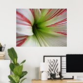 Poster Amaryllis blanc et rouge (Bureau à domicile)