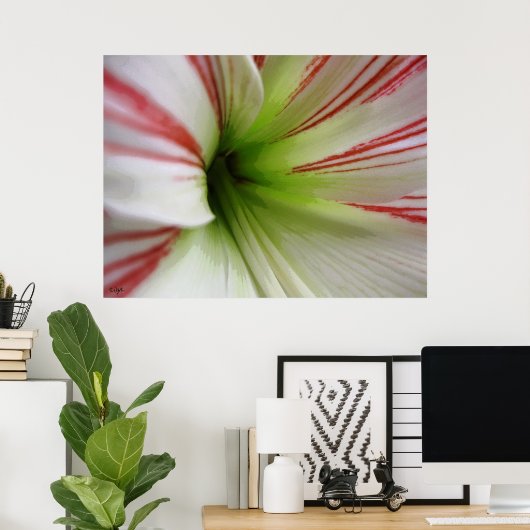 Poster Amaryllis blanc et rouge (Bureau à domicile)