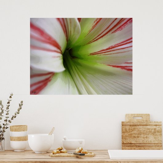 Poster Amaryllis blanc et rouge (Cuisine)