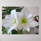 Poster Amaryllis blanc et sapin de Noël (Devant)