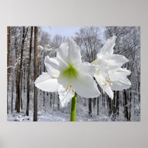 Poster Amaryllis blanche et neige I