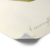 Poster Amaryllis Brasiliensis (Coin)