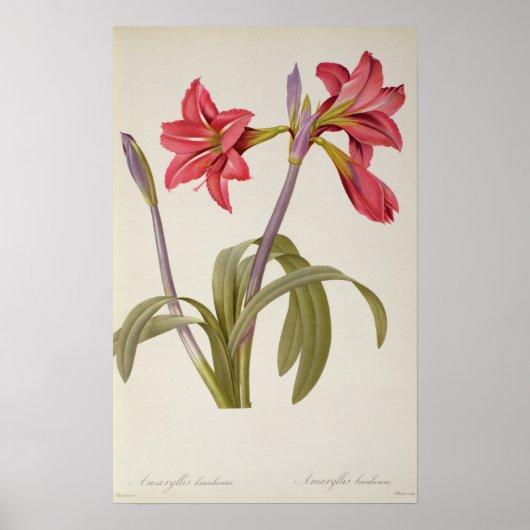 Poster Amaryllis Brasiliensis (Devant)
