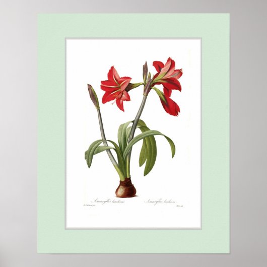 Poster Amaryllis brasiliensis, bordure personnalisée (Devant)