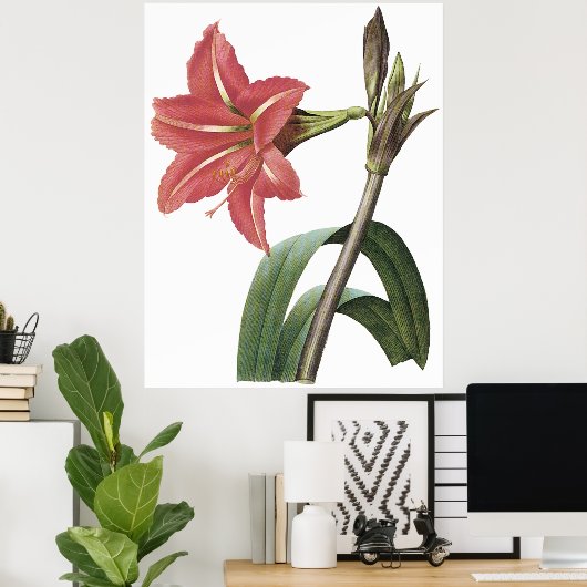 Poster Amaryllis brésilien (Bureau à domicile)
