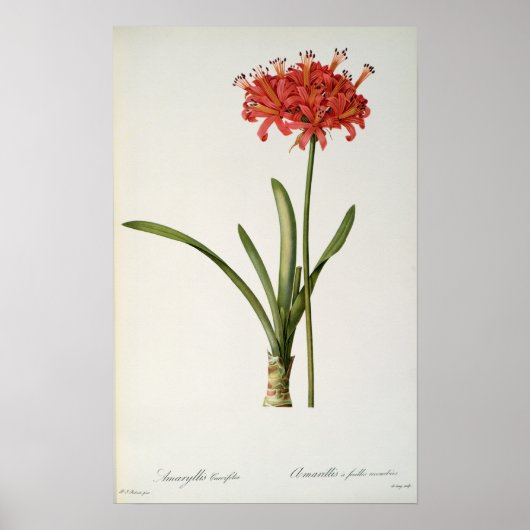 Poster Amaryllis Curvifolia, 1809, de `Les (Devant)