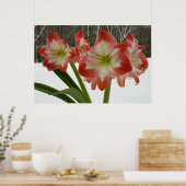 Poster Amaryllis en Fête Rouge Neige Hiver Floral (Cuisine)