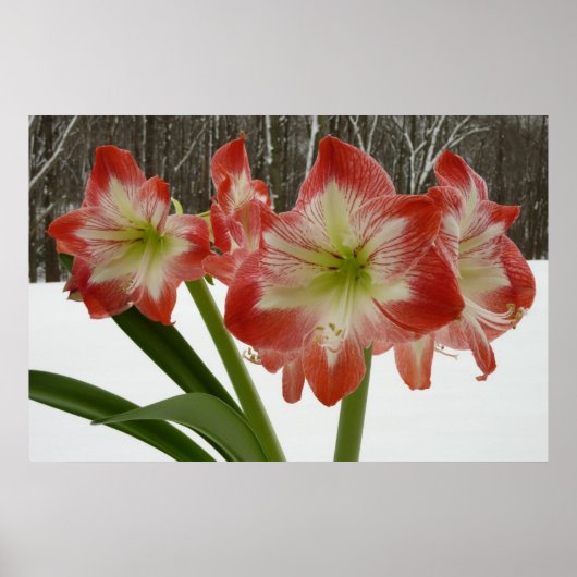 Poster Amaryllis en Fête Rouge Neige Hiver Floral (Devant)