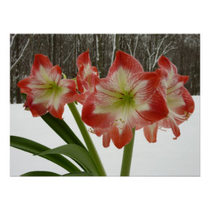 Poster Amaryllis en Fête Rouge Neige Hiver Floral