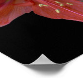 Poster Amaryllis en noir (Coin)