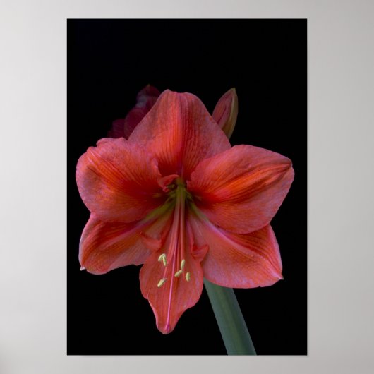 Poster Amaryllis en noir (Devant)