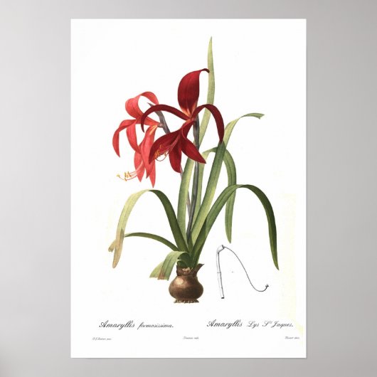 Poster Amaryllis formosissima (Devant)