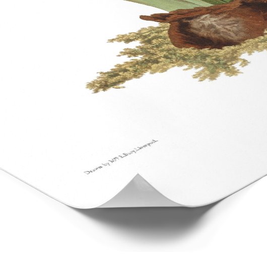 Poster Amaryllis johnsoni (Coin)