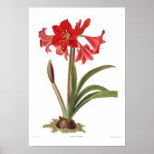 Poster Amaryllis johnsoni (Devant)