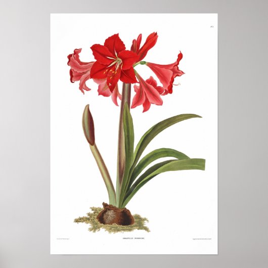 Poster Amaryllis johnsoni (Devant)