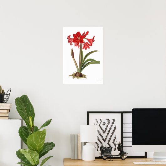 Poster Amaryllis johnsoni (Bureau à domicile)