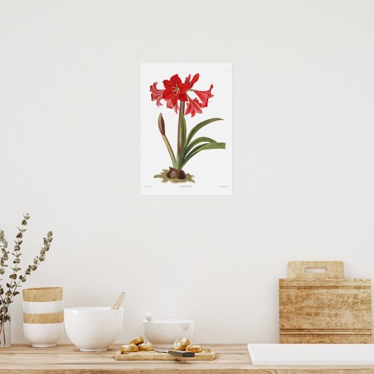 Poster Amaryllis johnsoni (Cuisine)