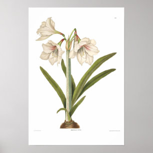 Poster Amaryllis picta