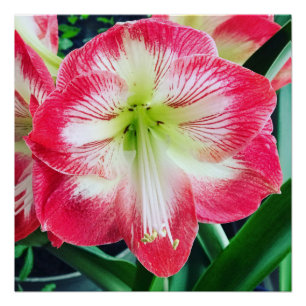 Poster Amaryllis rose blanc couleur rose douce branche de
