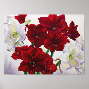 Poster Amaryllis rouge et blanc 2008