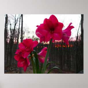 Poster Amaryllis rouge et lever de soleil hivernal