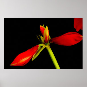 Poster Amaryllis rouge sur noir
