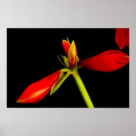 Poster Amaryllis rouge sur noir (Devant)