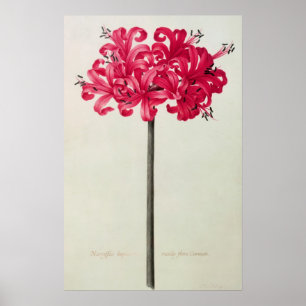 Poster Amaryllis Sarniensis ou Narcissus