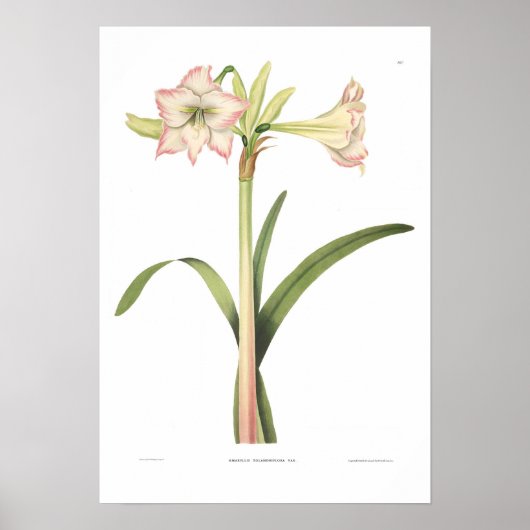 Poster Amaryllis solandriflore (Devant)