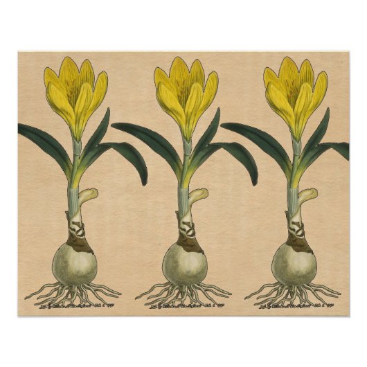 Poster Amaryllis Tulip Jardin Botanique Fleur (Devant)
