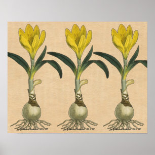 Poster Amaryllis Tulip Jardin Botanique Fleur