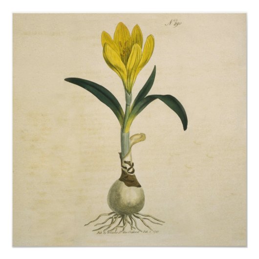 Poster Amaryllis Tulip Jardin Botanique Fleur (Devant)