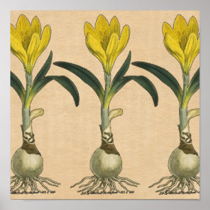 Poster Amaryllis Tulip Jardin Botanique Fleur